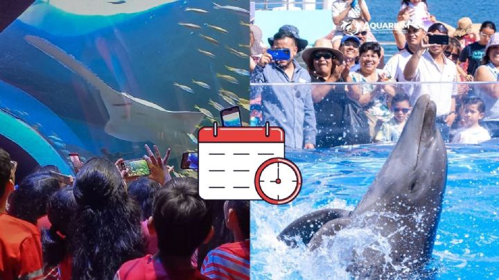 Aquarium de Veracruz: Estos días del 2025 podrás ingresar gratis