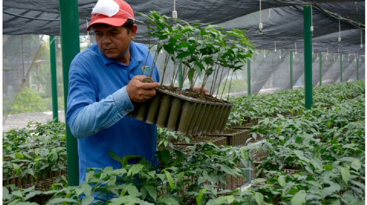 Empresarios y funcionarios se benefician de Sembrando Vida, acusan ejidatarios