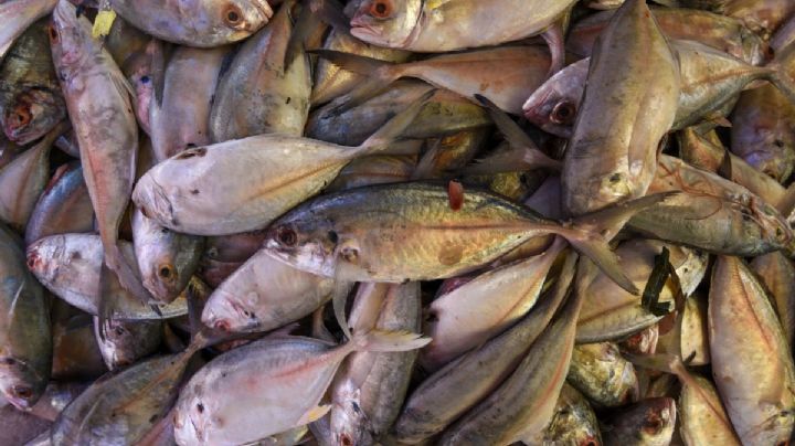 Mueren toneladas de mojarras por actividad de hidroeléctrica en Guerrero