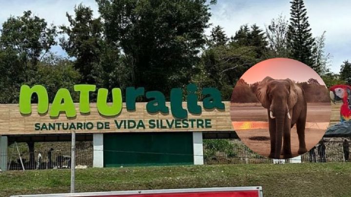 ¿Llegará un elefante al parque Naturalia de Xalapa por Día de Reyes?
