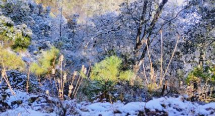 ¿Habrá más nevadas en Guanajuato? Así estará el frío a las 6 de la mañana este 23 de enero