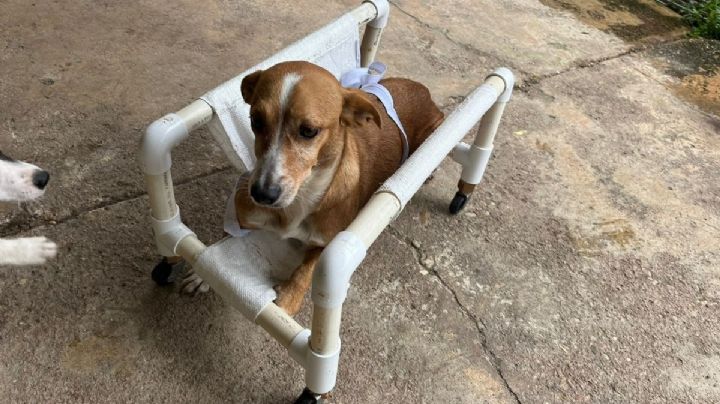 Buscan ayuda para "Nena", perrita inválida golpeada por hombre en Minatitlán