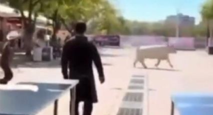 Se escapó un toro en la Feria de León y causó pánico | VIDEO