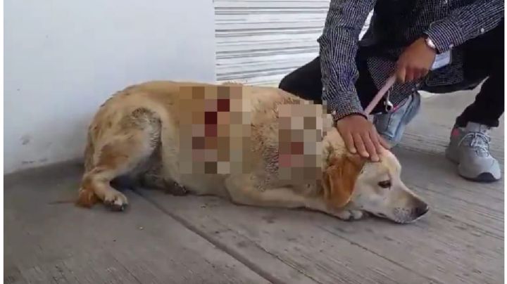 Caso “Gordita”: machetean a perrita callejera y se desata la indignación en Puebla