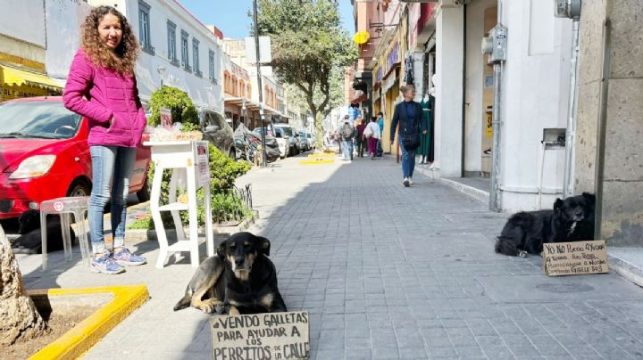 Dicia, protectora de gatitos y lomitos, vende galletas para financiar rescates