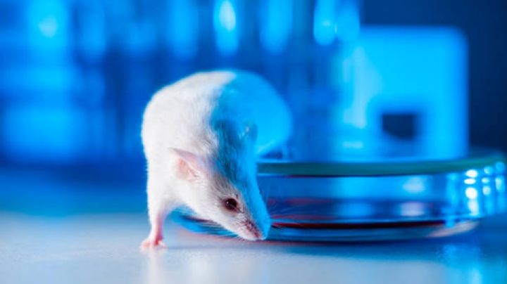 Un ratón con 2 padres; el nuevo avance científico de China