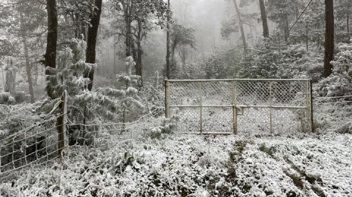 Así enfrentaron helada Las Adelitas, cafetaleras de la sierra Otomí-Tepehua