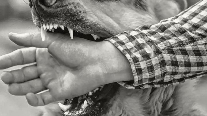 Perros atacan a mujer de la tercera edad en Tizayuca