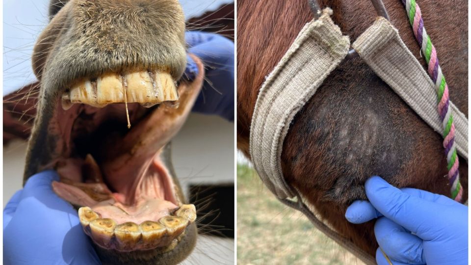 Los caballos fueron encontrados en condiciones críticas de salud tras años de abandono y falta de atención veterinaria