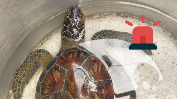 Así fue el rescate de una tortuga marina en Veracruz; era vendida para consumo humano