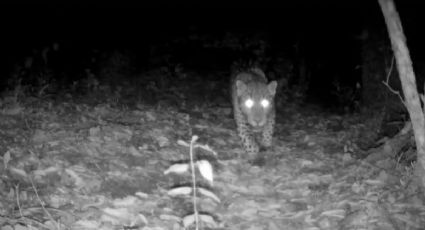 ¿Por qué de pronto apareció un jaguar en los bosques de Guanajuato?