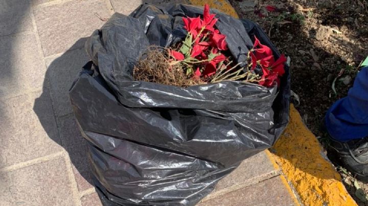 Después de navidad, tiran las nochebuenas a la basura