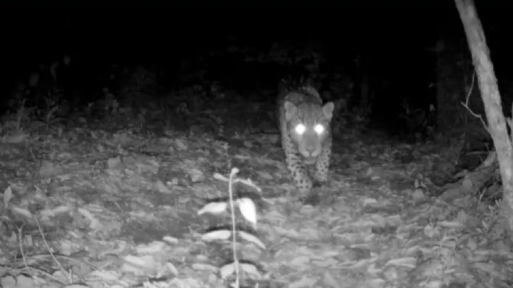 ¿Por qué de pronto apareció un jaguar en los bosques de Guanajuato?