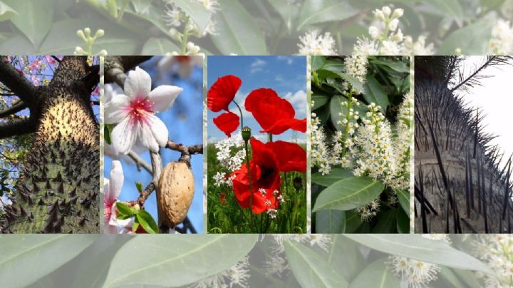 Estos son los árboles que dan nombre a varias colonias de Veracruz