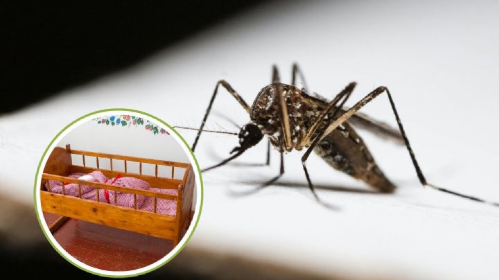 Dos bebés han muerto por dengue en Veracruz; van más de mil 700 casos de la enfermedad