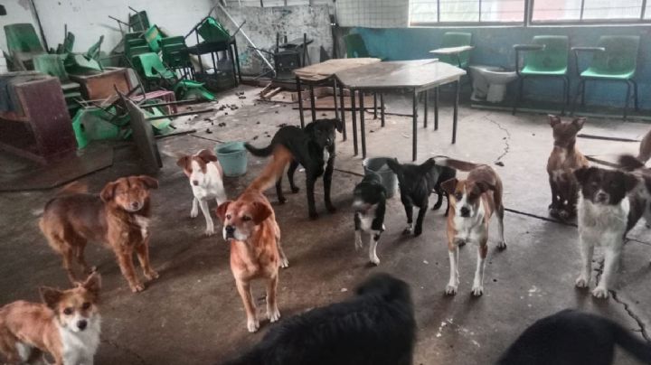 Huehuetoca: jauría causa muerte y lesiones en primaria; imputan homicidio culposo a directora