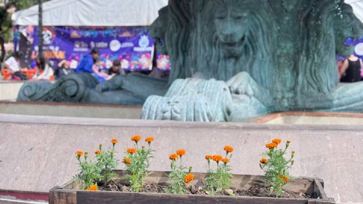 Ciudad cempasúchil; colocan 28 mil plantas en espacios públicos