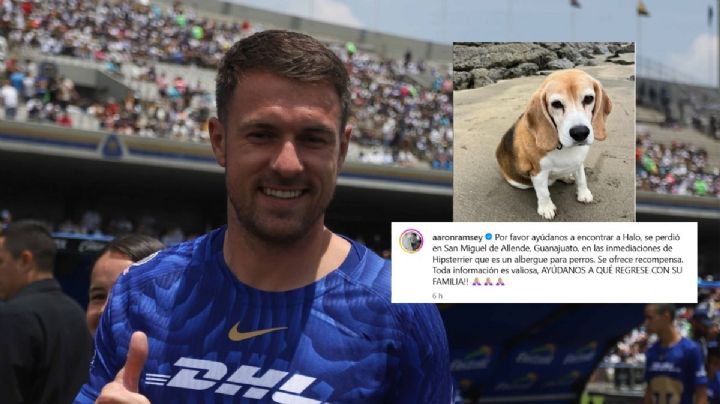 Aaron Ramsey pide ayuda para encontrar a su perrito que desapareció en San Miguel de Allende