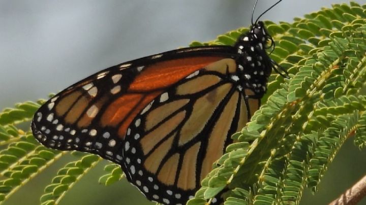 Ya viene la mariposa Monarca y pasará por Sierra de Lobos