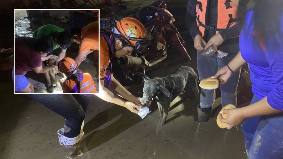 Más de 40 perritos fueron rescatados por voluntarios en Poza Rica tras las inundaciones en Veracruz