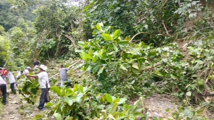 Abusan de localidades aisladas de Huehuetla, venden cuarto de maíz hasta en cien pesos