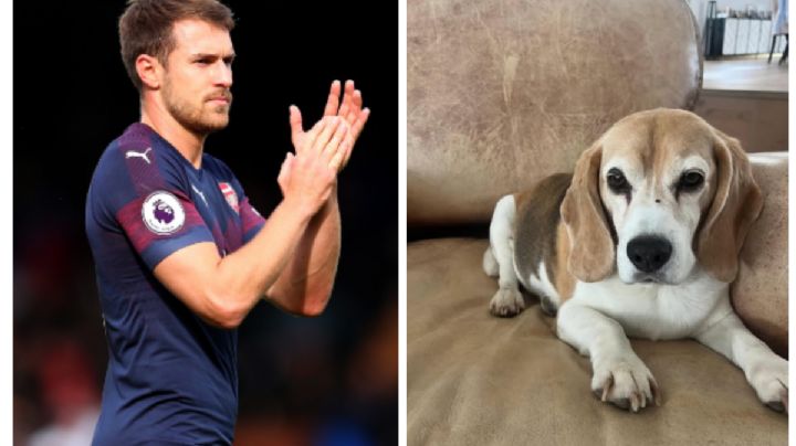El jugador de Pumas, Aaron Ramsey, ofrece 10 mil dólares de recompensa por su perro perdido en SMA