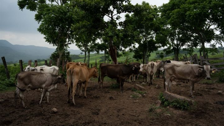 Sheinbaum impulsa proyecto ganadero mientras sigue crisis por gusano barrenador