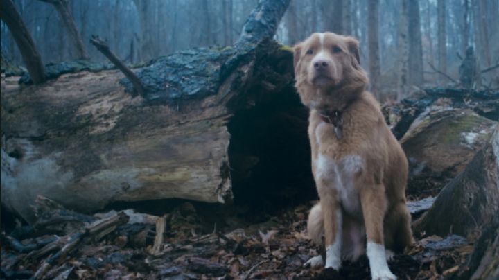 El perrito que quiere ganar un Oscar llega a México y aboga por otros "colegas"