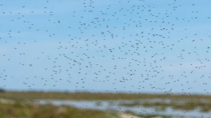 Plaga de mosquitos en Guanajuato; ¿Qué está pasando?