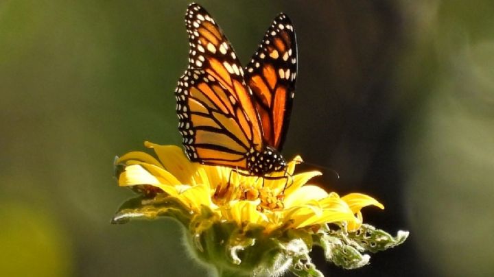 La mariposa monarca cruzará por Guanajuato y estas flores son vitales para sobrevivir