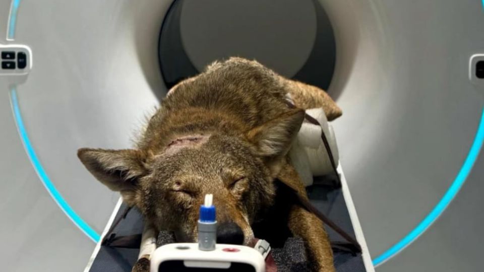 Coyote atropellado en la Riviera Veracruzana tiene neumotórax y la cadera rota, su vida peligra