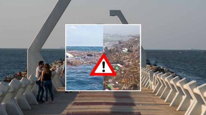 Mar arroja animales muertos a costas de Coatzacoalcos; podrían ser del norte de Veracruz