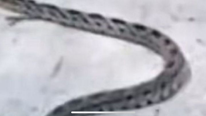 Víboras y camiones descompuestos es lo que hay en los jardines del TEC de León VIDEO