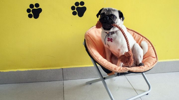 Fallo mexicano inspira a Corte de Colombia para reconocer "familias multiespecie"