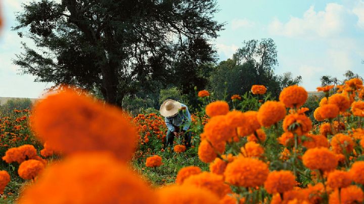 Así lucen los campos de cempasúchil en Guanajuato| FOTOS