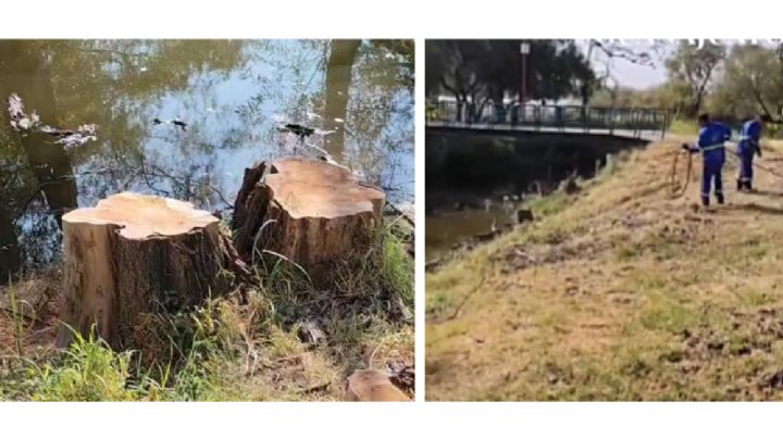 Están talando árboles en el Parque Metropolitano| VIDEO