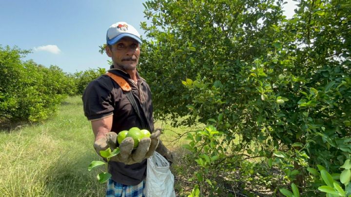 Limoneros de Apatzingán: "impuesto del narco no nos deja ni para comer"
