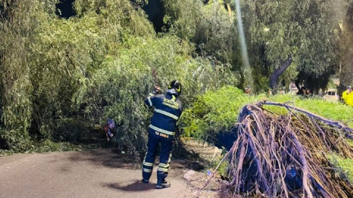 Tráiler derriba árbol y afecta la circulación en Calzada Ignacio Zaragoza
