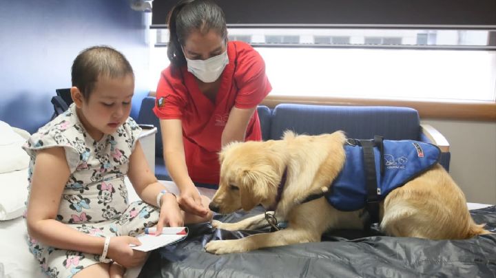 Lomitos Terapeutas: acompañan emocionalmente a pacientes