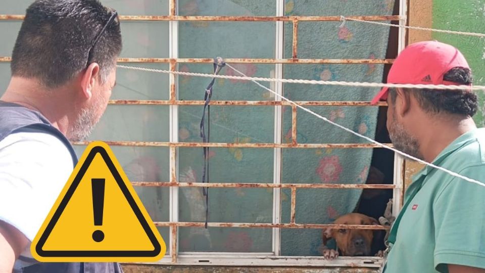 Denuncian grave caso de maltrato animal y plaga de garrapatas en fraccionamiento La Herradura de Veracruz