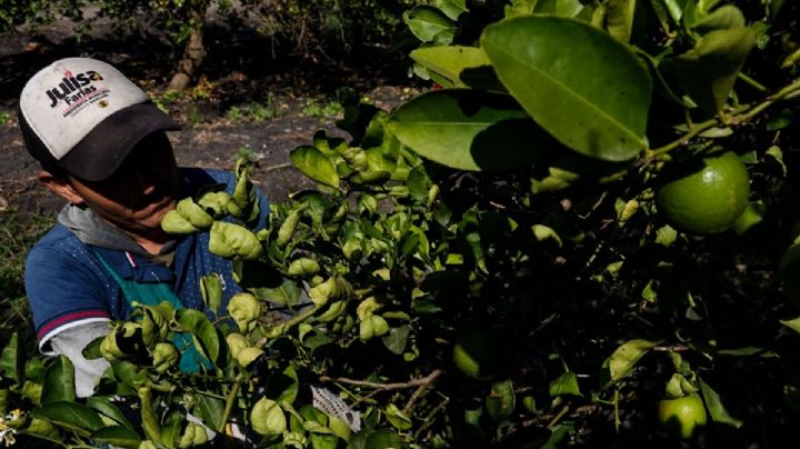 Productores de limón negocian con criminales por falta de protección:  alcaldesa de Apatzingán