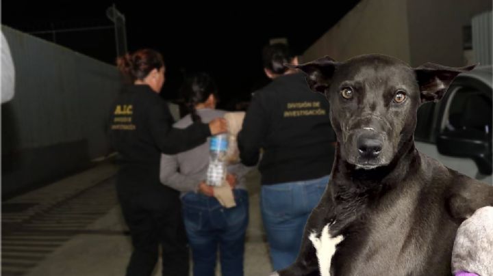 Vinculan a proceso a mujer que macheteó a perro en Pachuca; esta pena alcanzaría