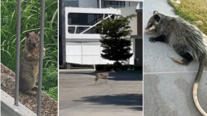 Llega de nuevo la fauna silvestre a la zona de El Molino en León /VIDEO