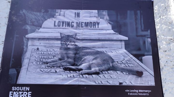 Gatos del panteón: una exposición fotográfica busca dar voz a los felinos que viven entre tumbas en Puebla