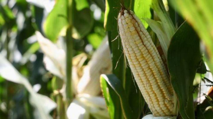 “Le pusieron un curita a la herida del campo”: productores de maíz denuncian abandono del gobierno