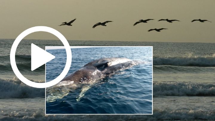 VIDEO: Cuerpo de cachalote es encontrado por pescadores de Veracruz