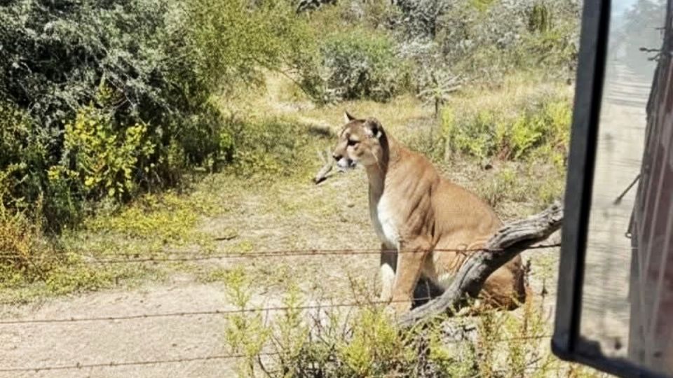Al alcalde de San Agustín Tlaxiaca confirmó la presencia del felino