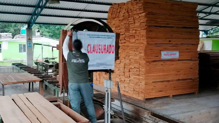 Golpe a la tala clandestina: Profepa clausura centros forestales en todo el país