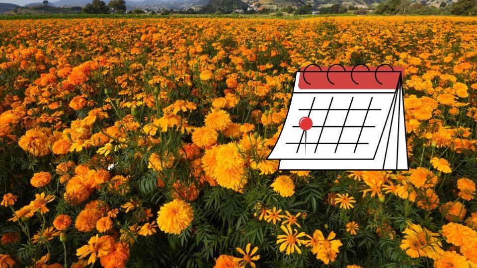 A partir de este día podrás visitar los campos de cempasúchil en San Pablo Coapan, cerca de Xalapa
