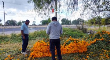“El cempasúchil no da para vivir”; la precaria situación del campo en Hidalgo